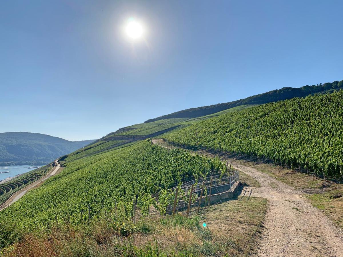 Fewo Zur Goldenen Traube Rüdesheim nad Renem Zewnętrze zdjęcie